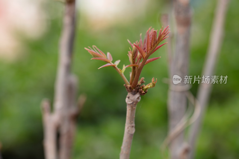 春季户外鲜嫩的香椿芽特写