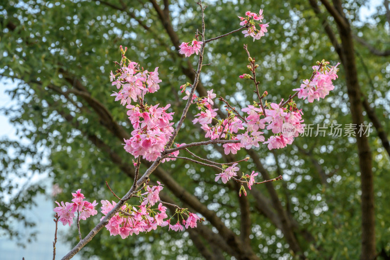 樱花特写拍摄