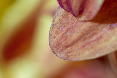 菊花特写