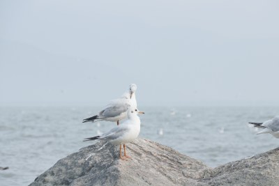 站在石头上的海鸥 