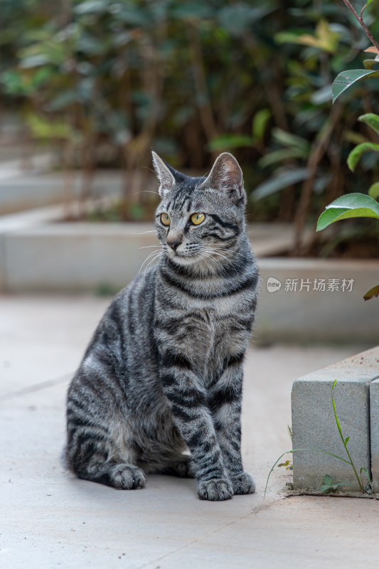 户外的狸花猫