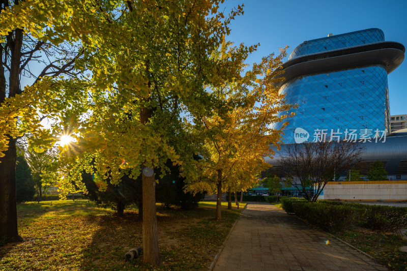 秋日城市建筑旁的林荫小道