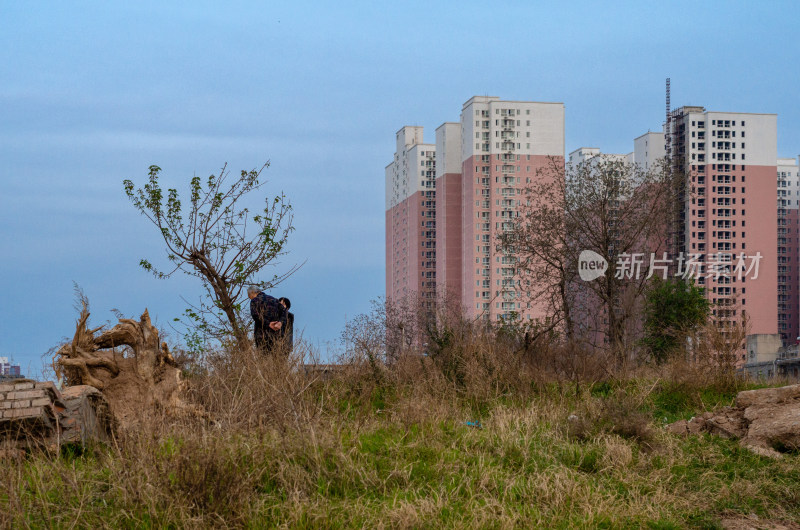 在郊外的树下交谈的两个老人的背影