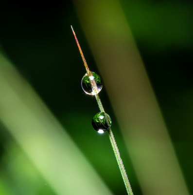 绿叶上的雨滴