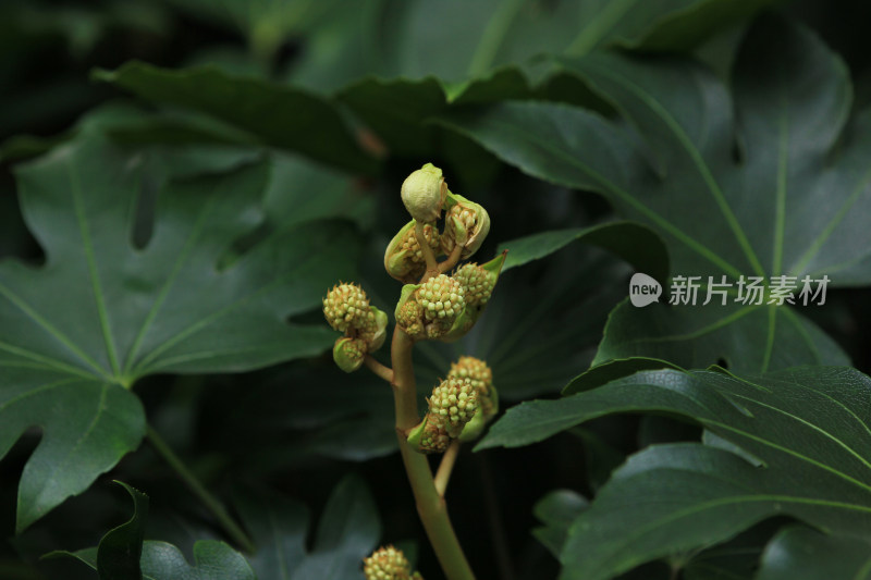 八角金盘 公园绿化植物 花球