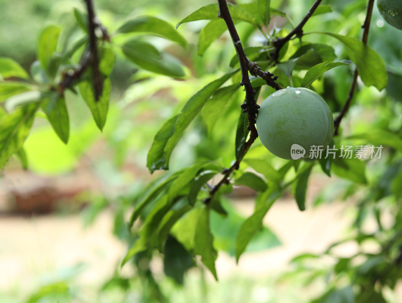 夏天大自然中的绿色果树和果实李子的风景