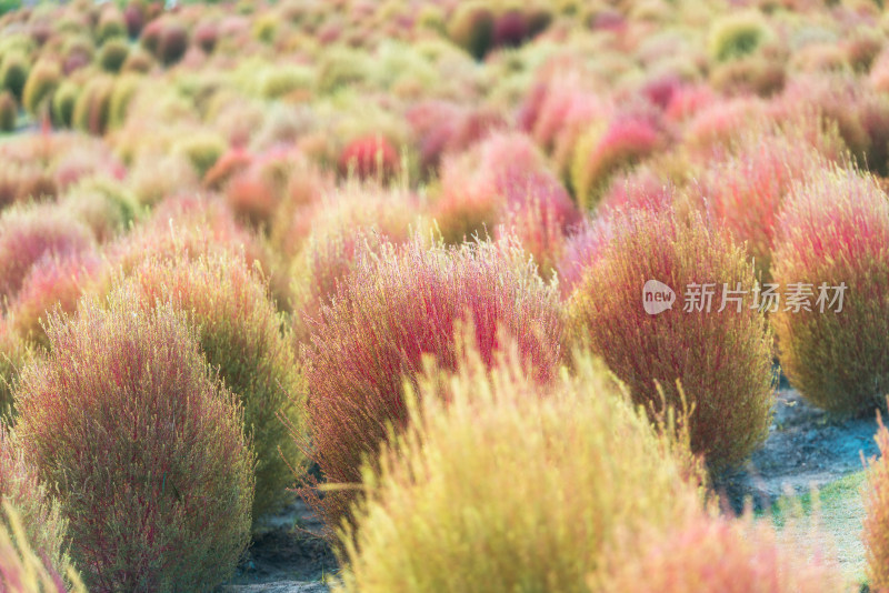 上海松江辰山植物园红色地肤景观