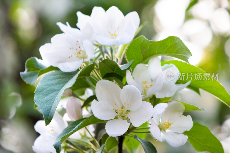 盛开的苹果花海棠花白色花朵春天清新