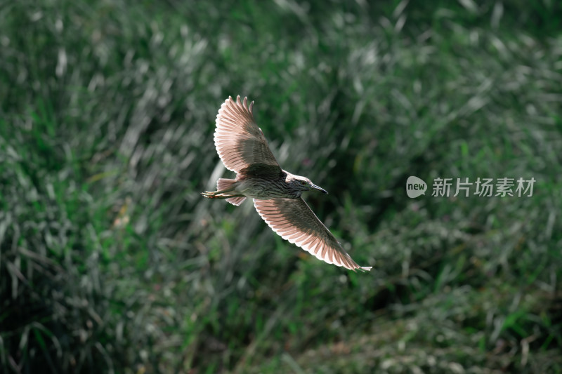 夜鹭（Nycticorax nycticorax）