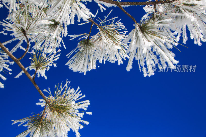 中国西藏地区冬季雾凇及雪绒花