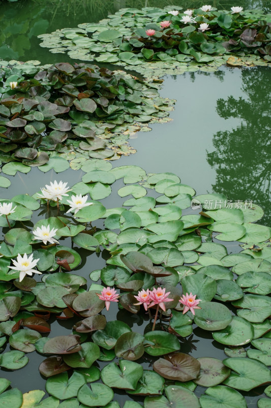 北京国家植物园睡莲