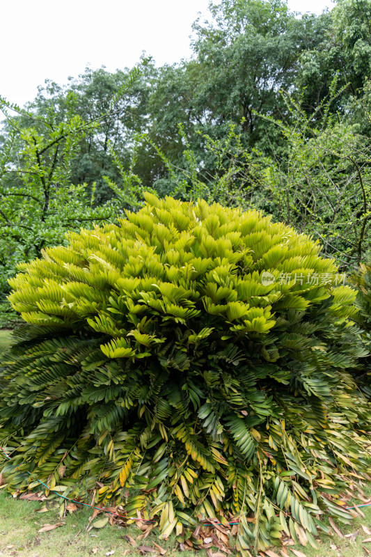 苏铁植物特写