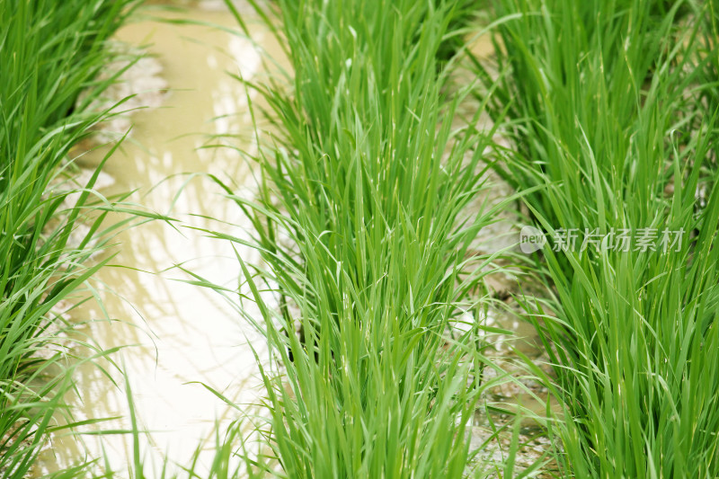 生机勃勃的水田中生长着茂盛的秧苗