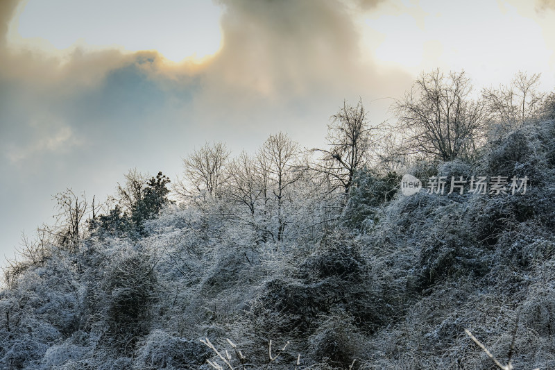 静谧冬日森林雪景