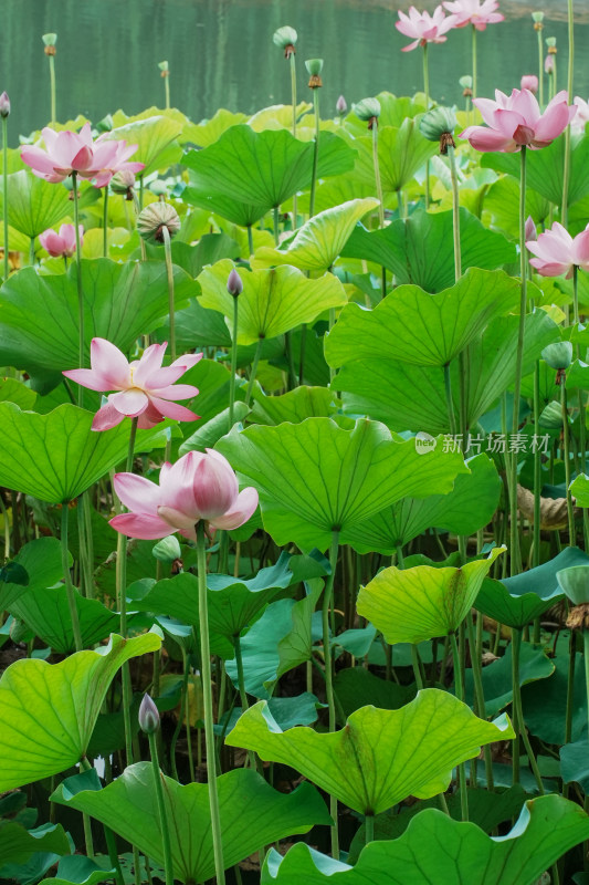 北京圆明园荷花