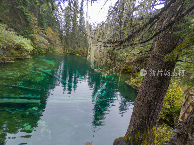 静谧的森林与湖景