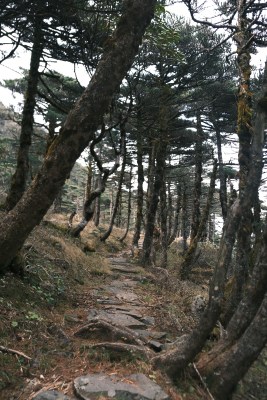 山林间石板小径与松树景观