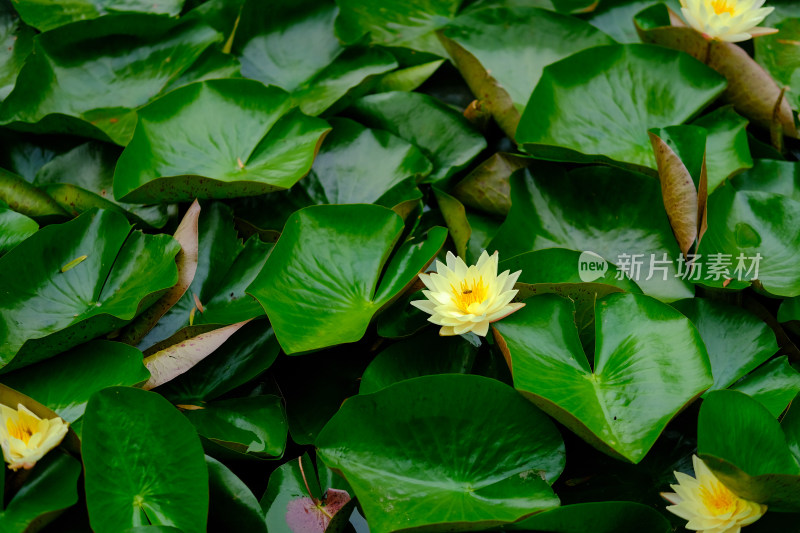 昆明翠湖公园的睡莲