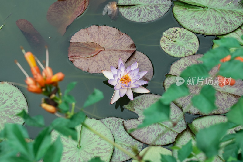 北京国家植物园睡莲