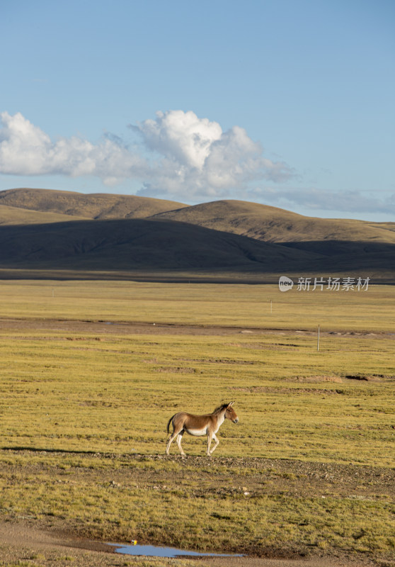 可可西里无人区