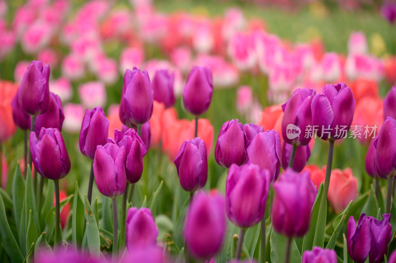 郁金香花海