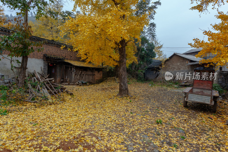 秋天乡村金黄色的银杏树银杏叶