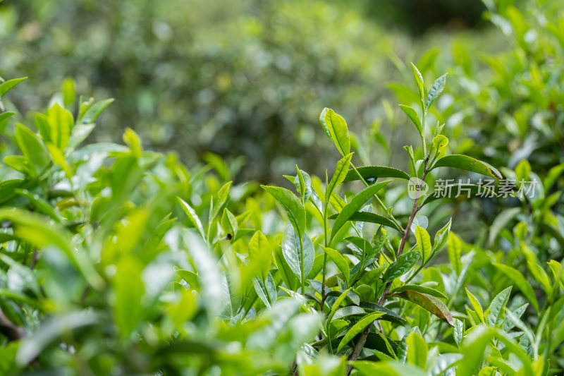 生态茶叶茶树茶园茶文化