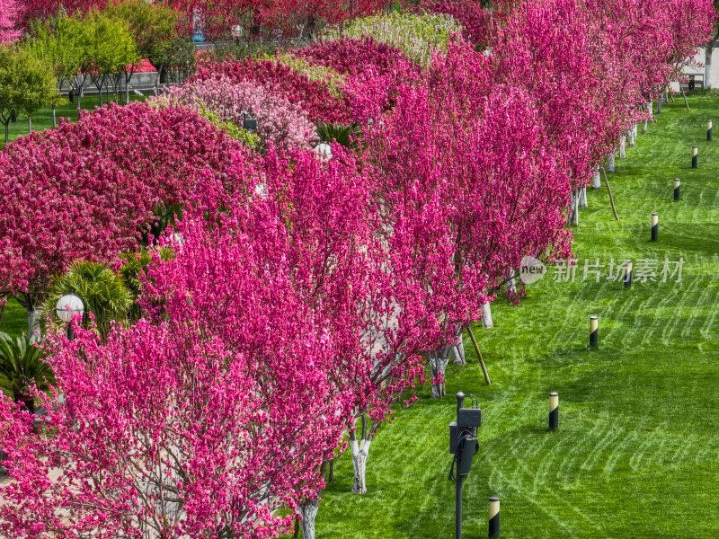 繁花盛开的城市步道