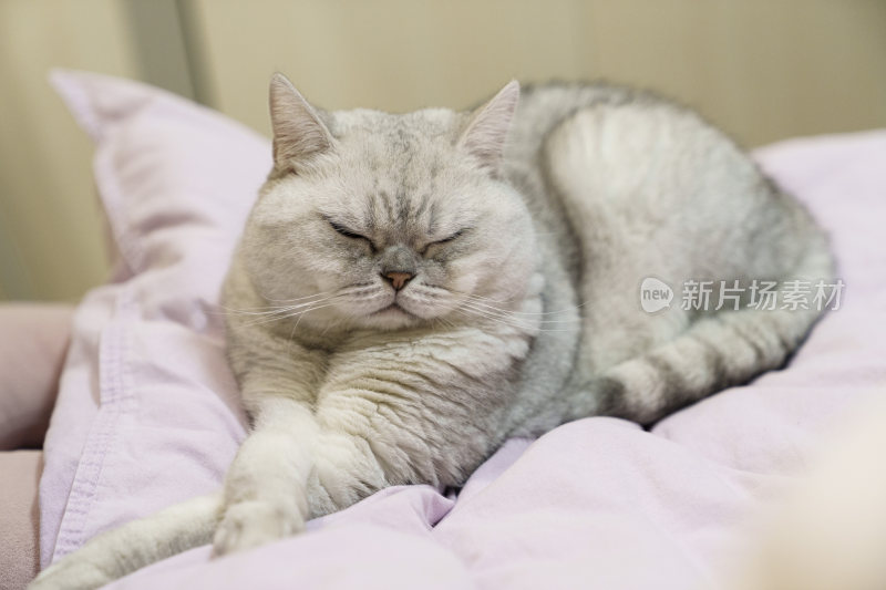 在床上慵懒睡觉的银渐层小猫