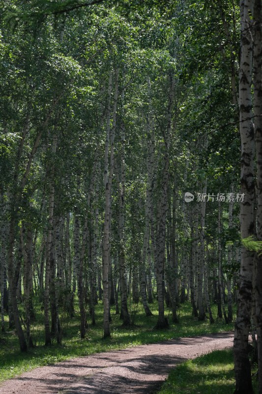 林间小道旁的白桦林风景