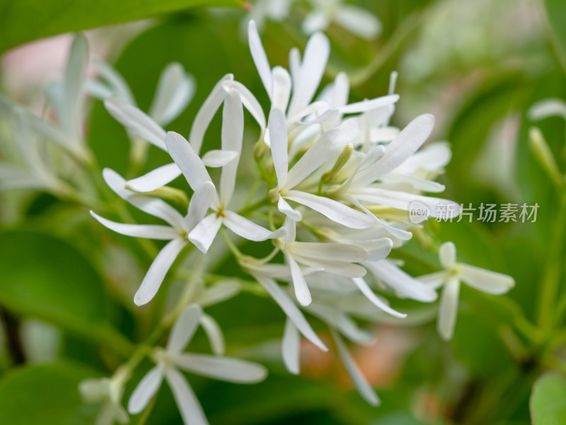 流苏树开花特写