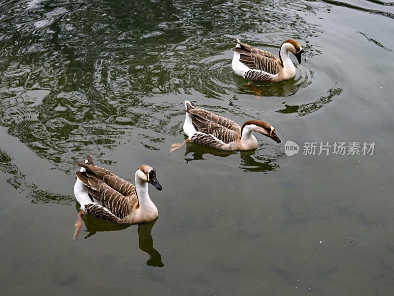池塘里的一群动物鸭子