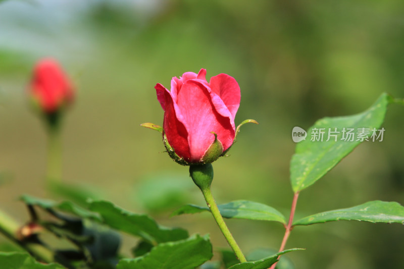 月季花开素材背景