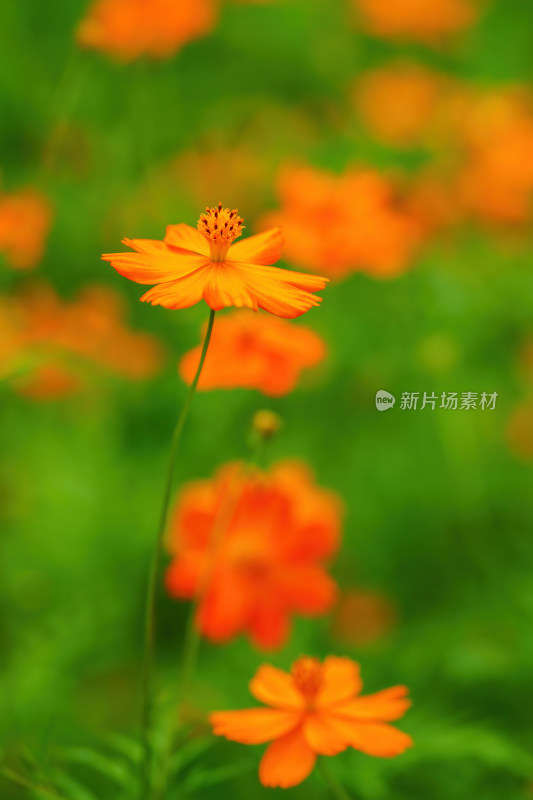 唯美的格桑花意境花朵