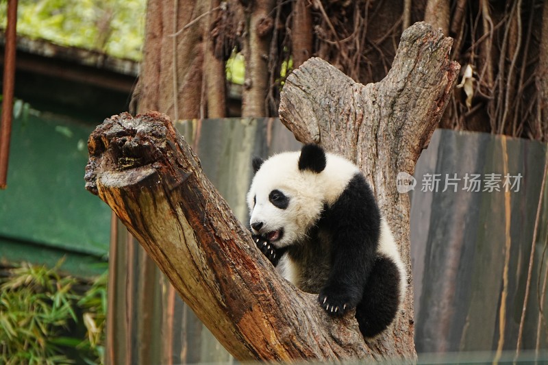 大熊猫幼崽妹猪趴在树干上休憩玩耍