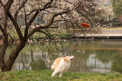 在草地上玩飞盘的边境牧羊犬