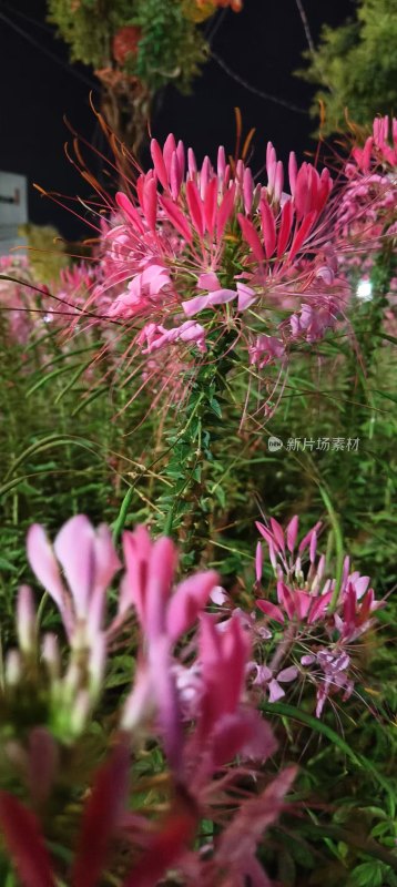 夜间盛开的粉色醉蝶花