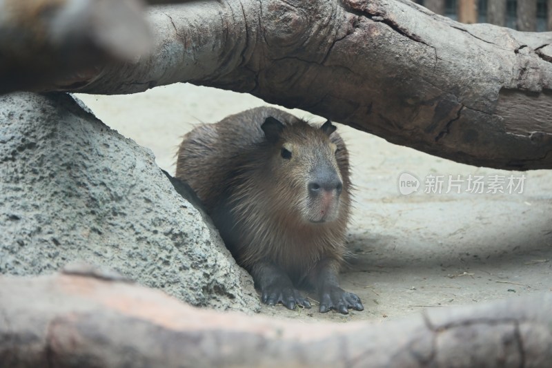 水豚于木石间休憩场景