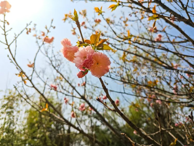 田园旅途风光