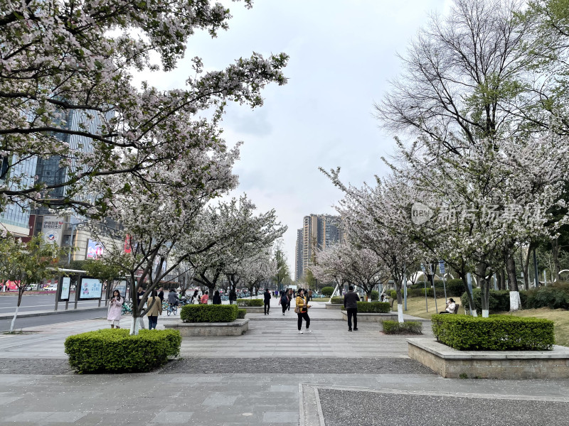 春日都市里的樱花盛景