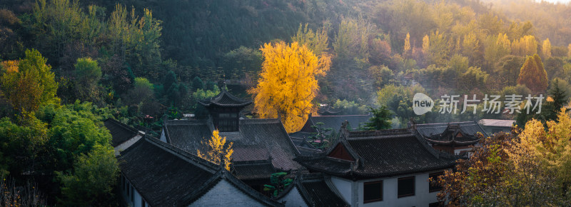 航拍古寺庙千年银杏秋景西安古观音禅寺