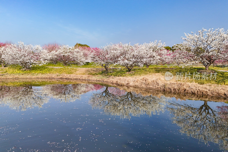 花开海上梅花节