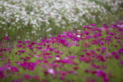 虞美人秋英花 花海 蜜蜂