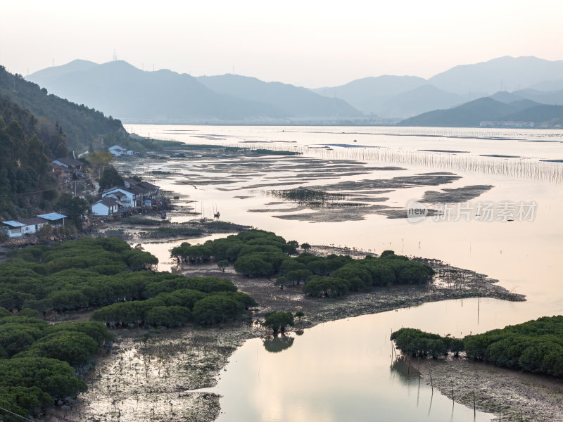 福建宁德霞浦县城红树林涂滩高空航拍