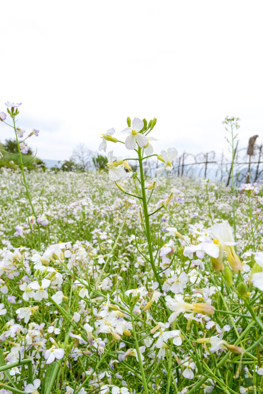 婺源梯田油菜花