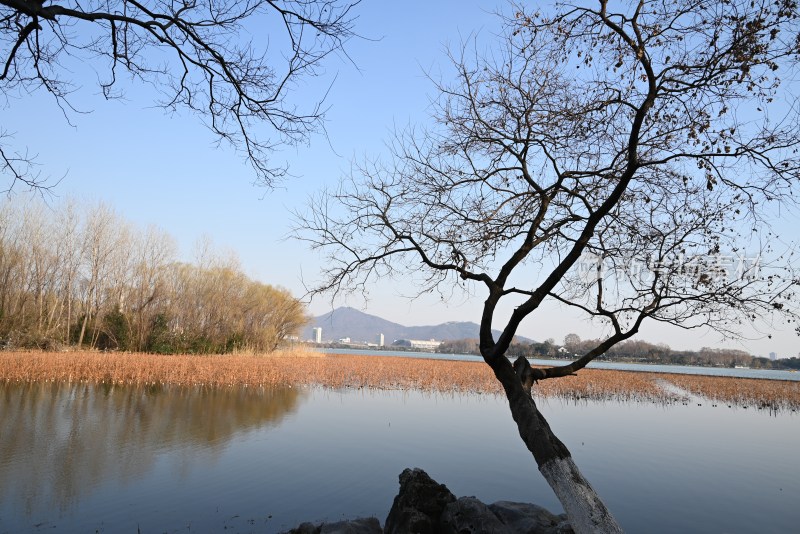 湖边枯树与远山景色