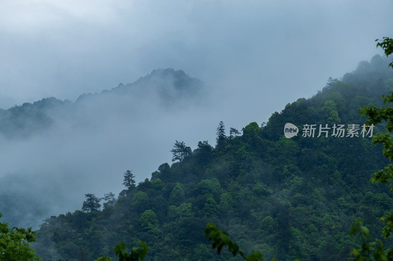 云雾缭绕的山林景观