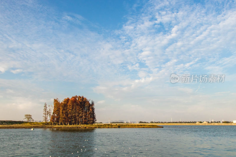 岛上红水杉