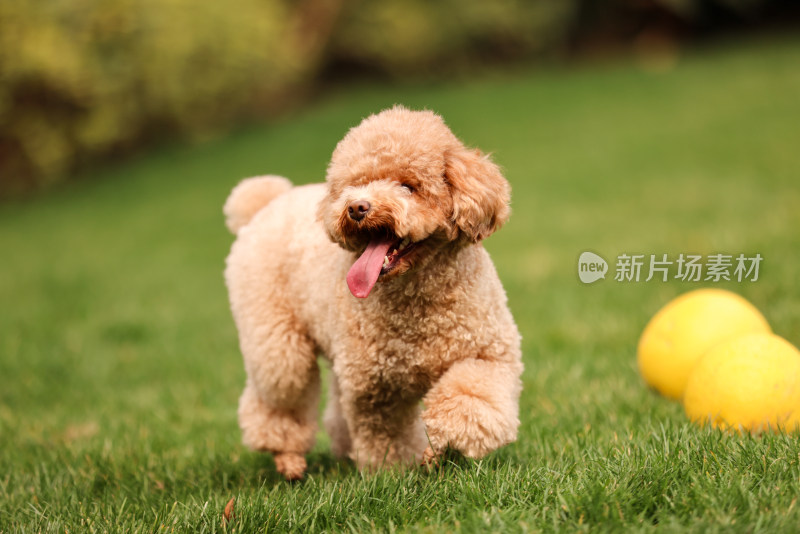 一只草地上玩耍的泰迪犬