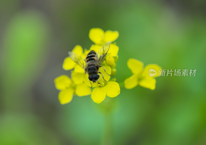 盛开的花朵